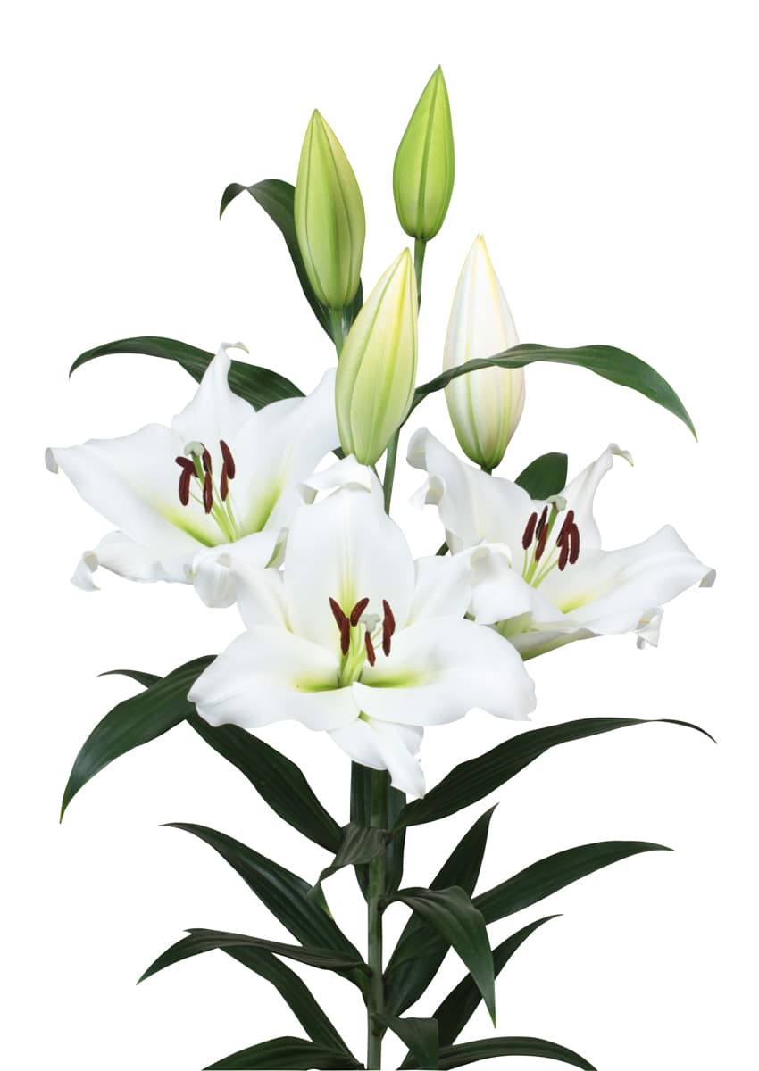 پیازلیلیوم سفید اورینتال