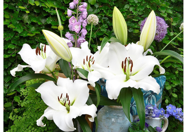 پیازلیلیوم سفید معطر