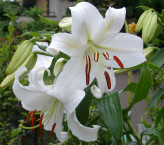 پیازلیلیوم سفید هلندی اورینتال