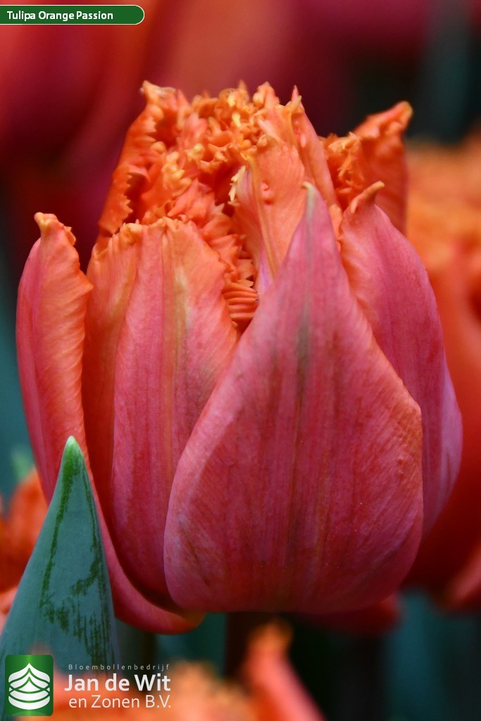 پیازلاله هلندی خاردار