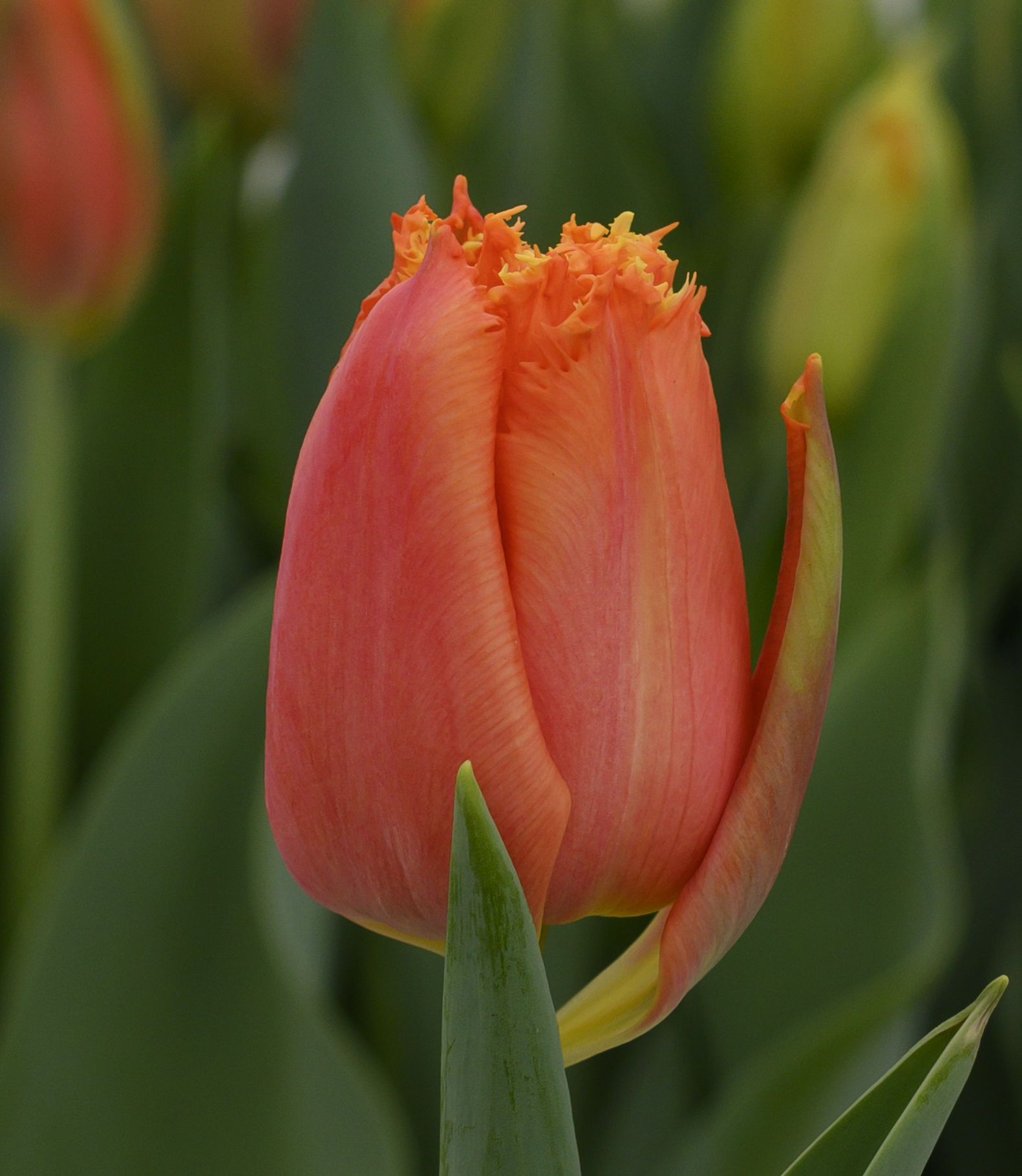 پیازلاله هلندی نارنجی