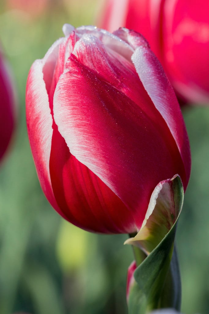 پیازلاله هلندی (Timeless)