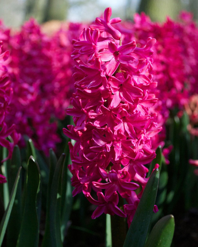 Hyacinth flower