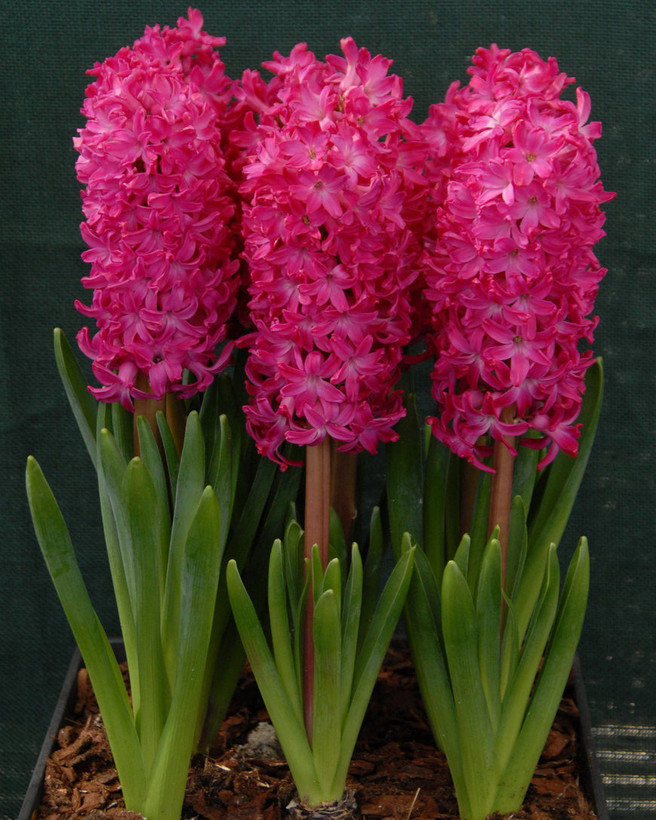 Jonboss hyacinth