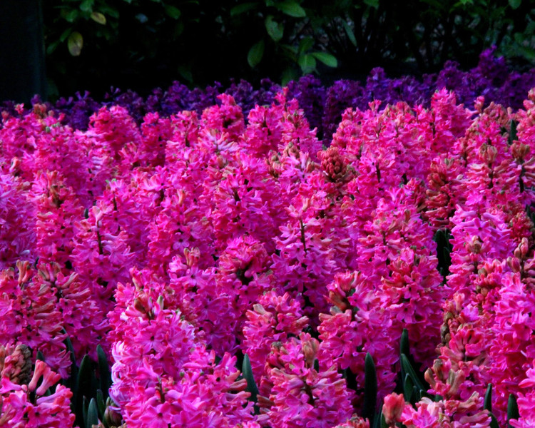 پیازسنبل صورتی عید