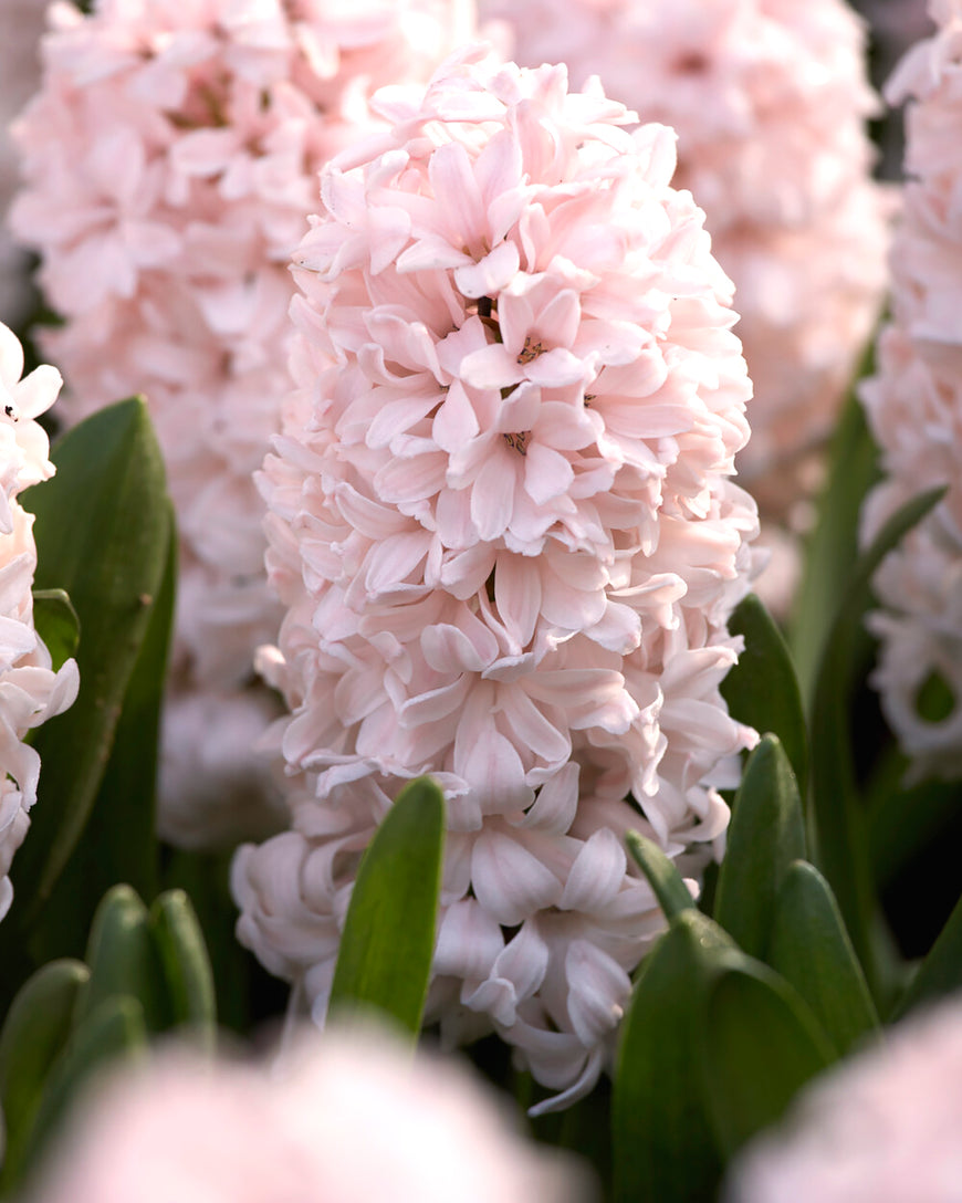 Dutch hyacinth
