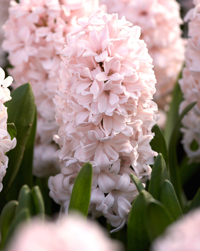 Dutch hyacinth