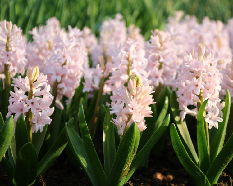 سنبل عیدصورتی