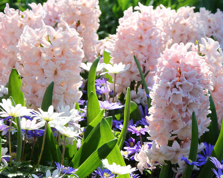 China Pink hyacinth