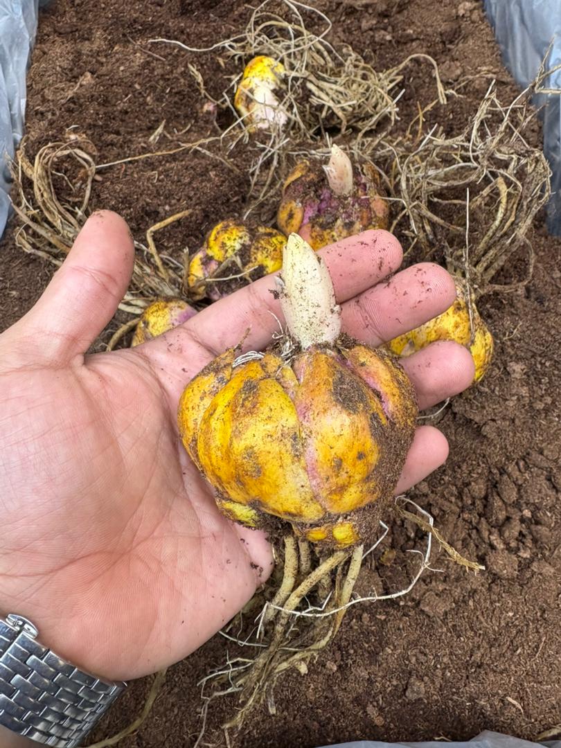 پیازدرشت لیلیوم هلندی سفید اورینتال