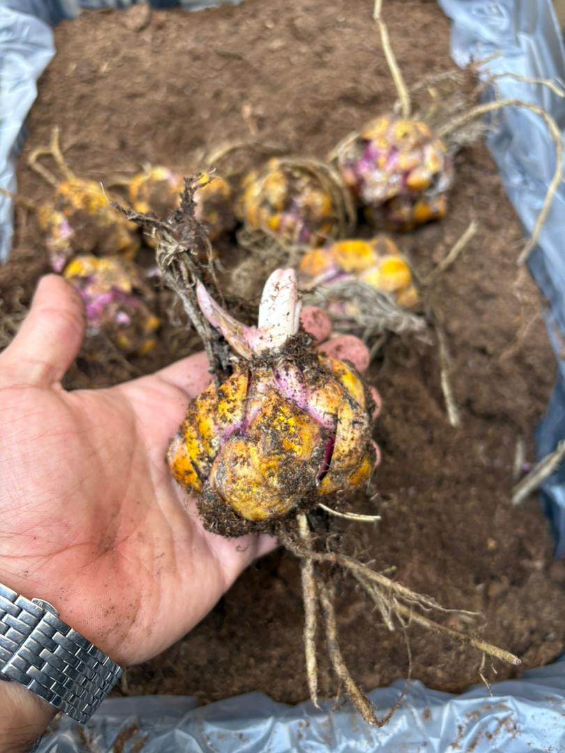 پیاز لیلیوم معطر هلندی