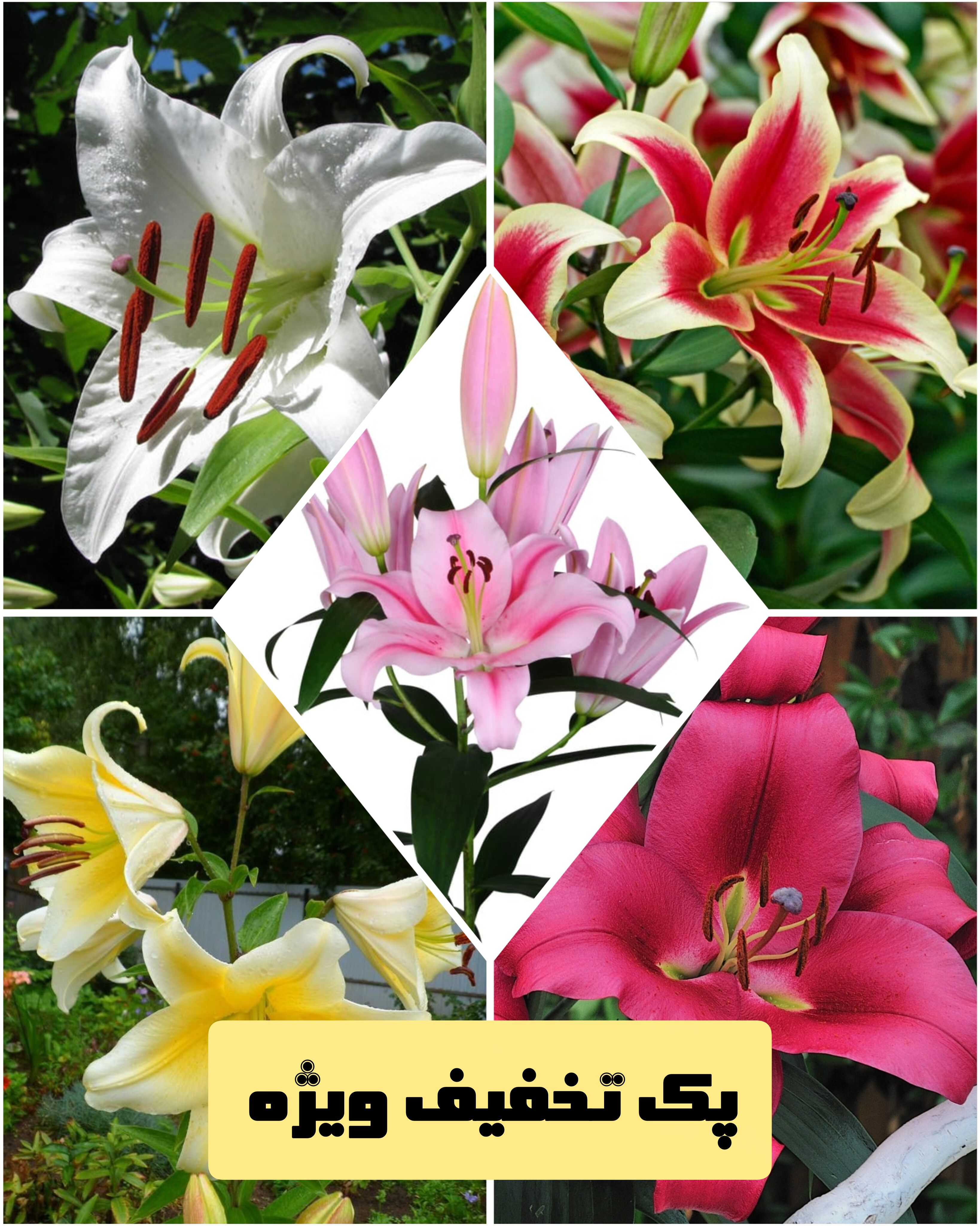 پک ۵عددلیلیوم(تخفیف ویژه)