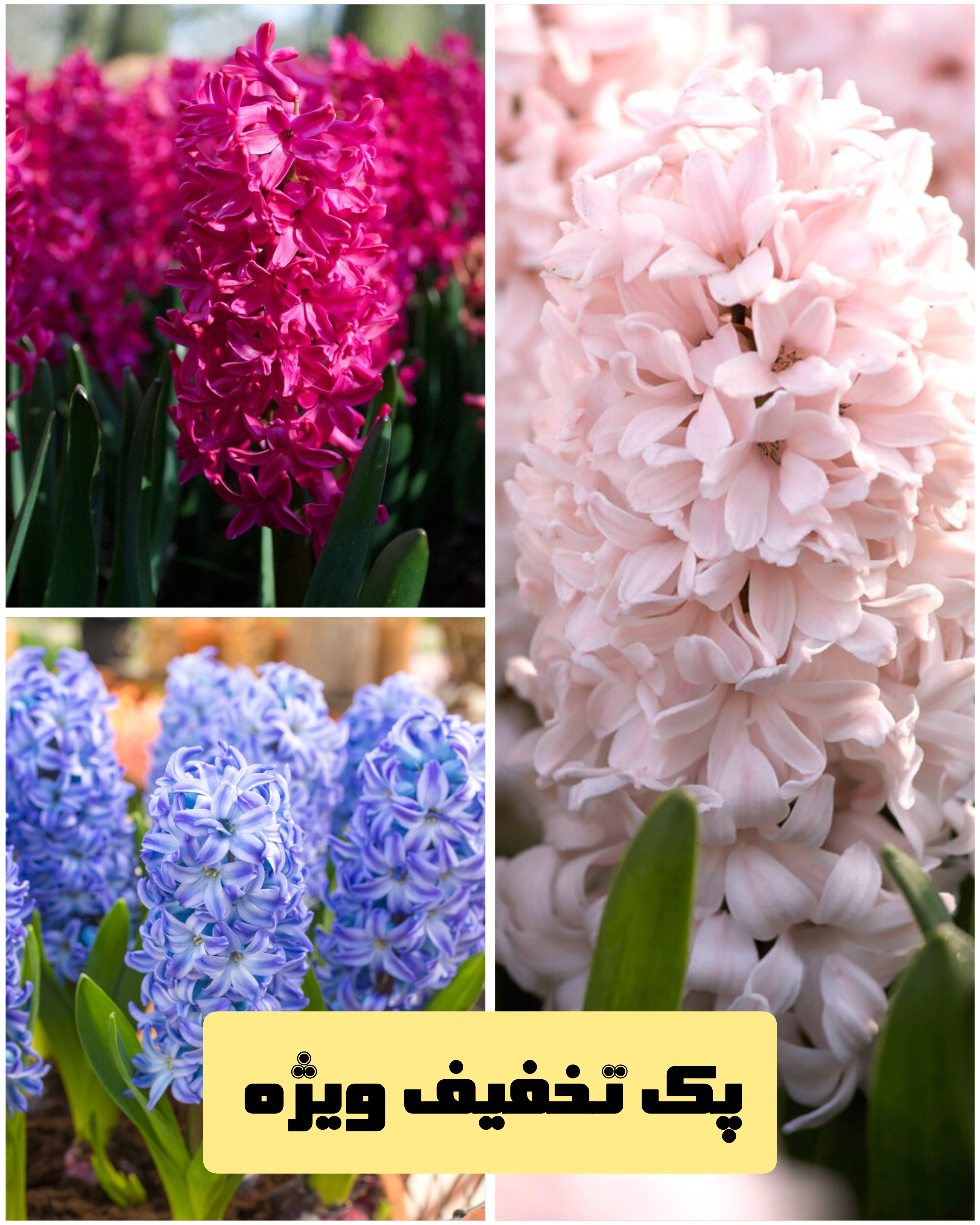 پیازسنبل عید