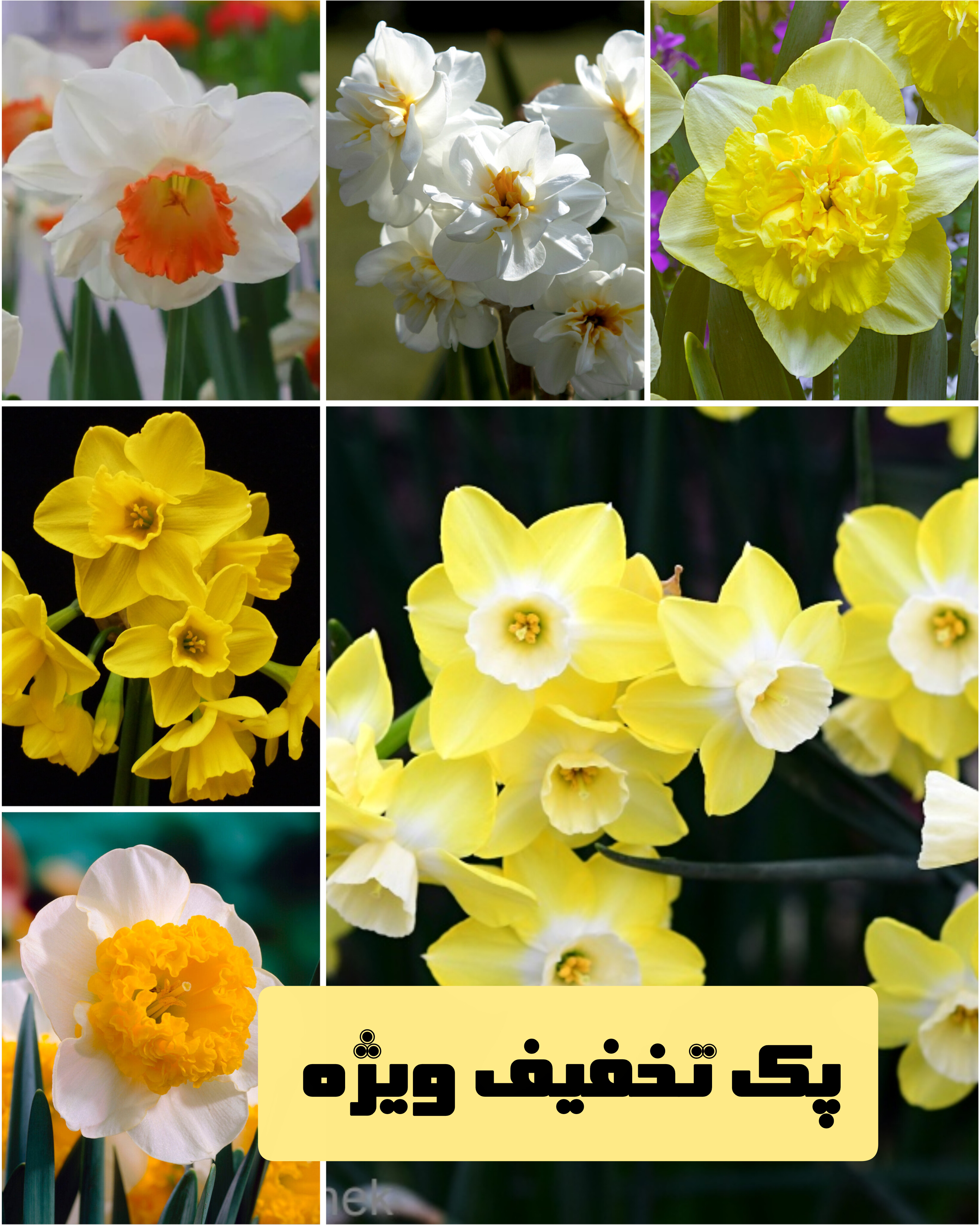 پک ۶عددنرگس هلندی خاص(تخفیف ویژه)