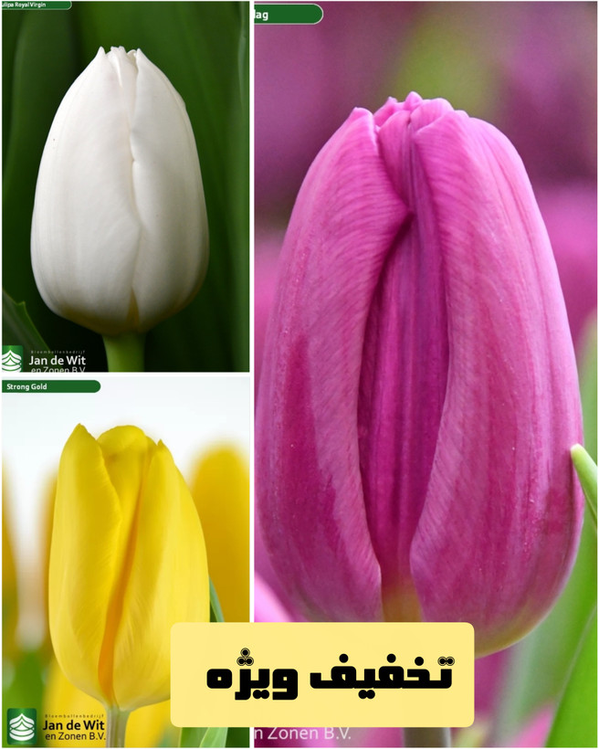 پیازلاله هلندی بنفش