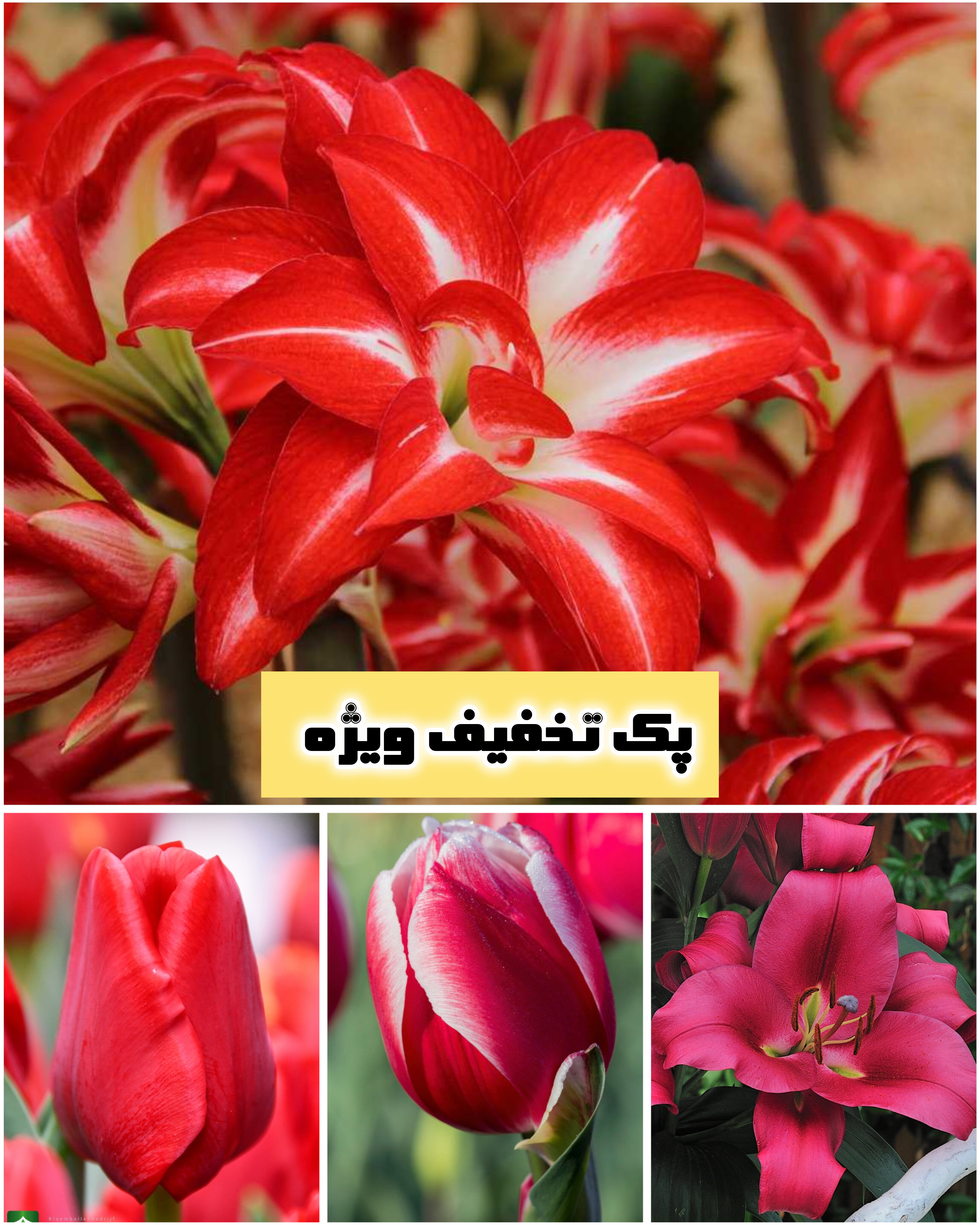 پک عشقِ قرمز(تخفیف ویژه روزمادر) ۴عددی