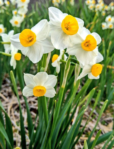 پیازنرگس معطر