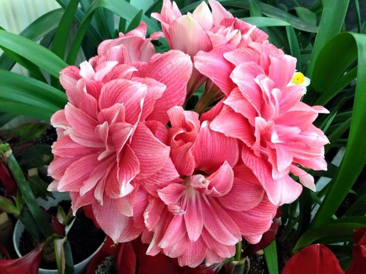 پیاز امارلیس دابل دریم