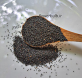 بذرگل نازآفتابی