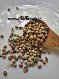 بذرگل چینی