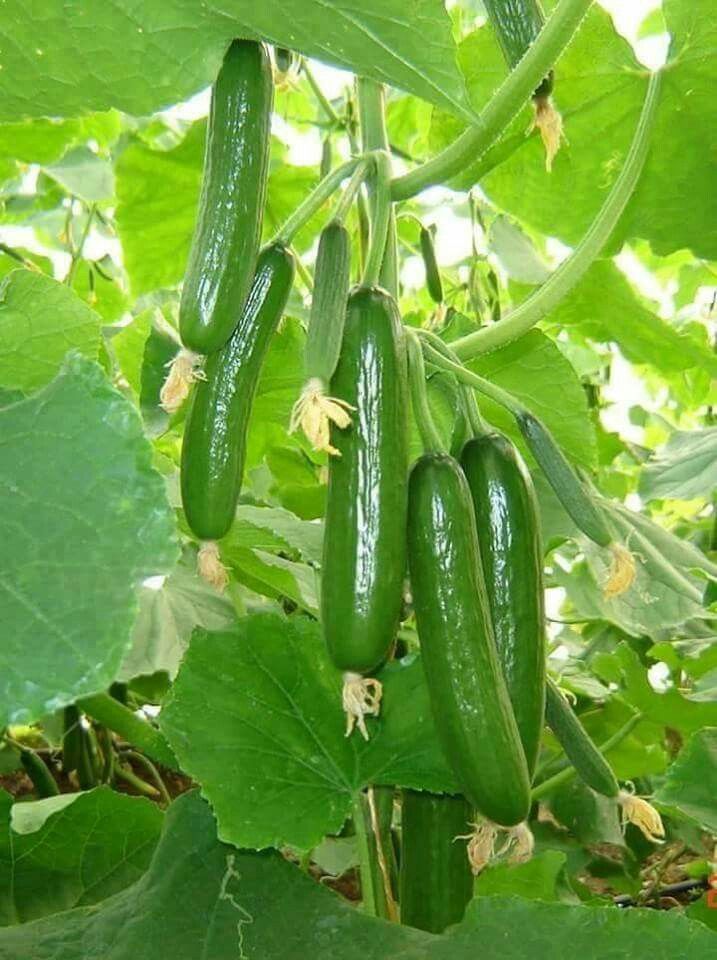 بذرخیارسبز(۲۰عدد)