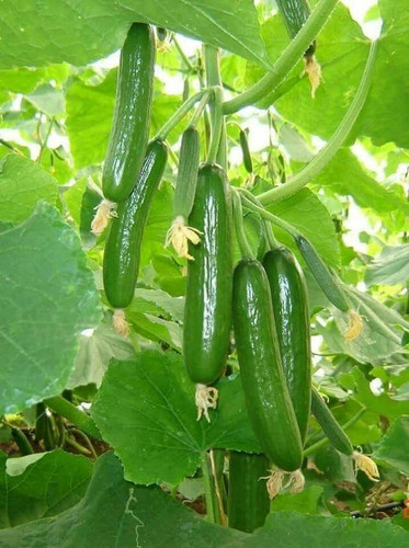 بذرخیارسبز(۲۰عدد)