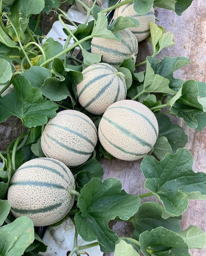 بذر طالبی توسبز (۲گرمی)