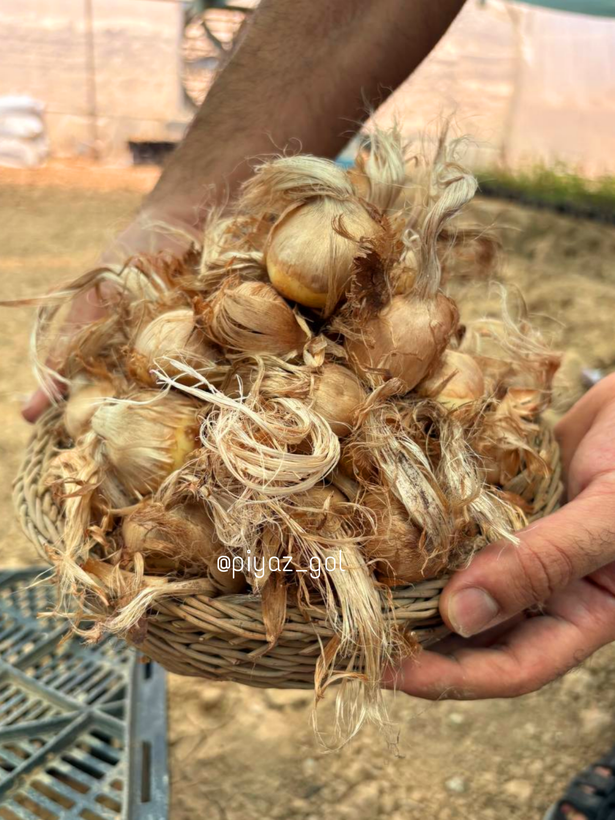 پیاز زعفران (۱۰ عدد)