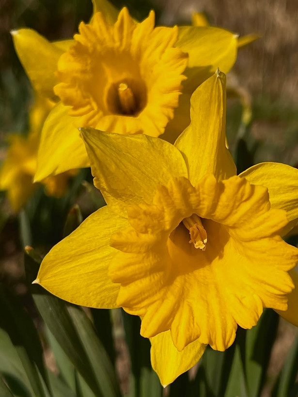 نرگس داچ مستر/جام درشت(3عدد)