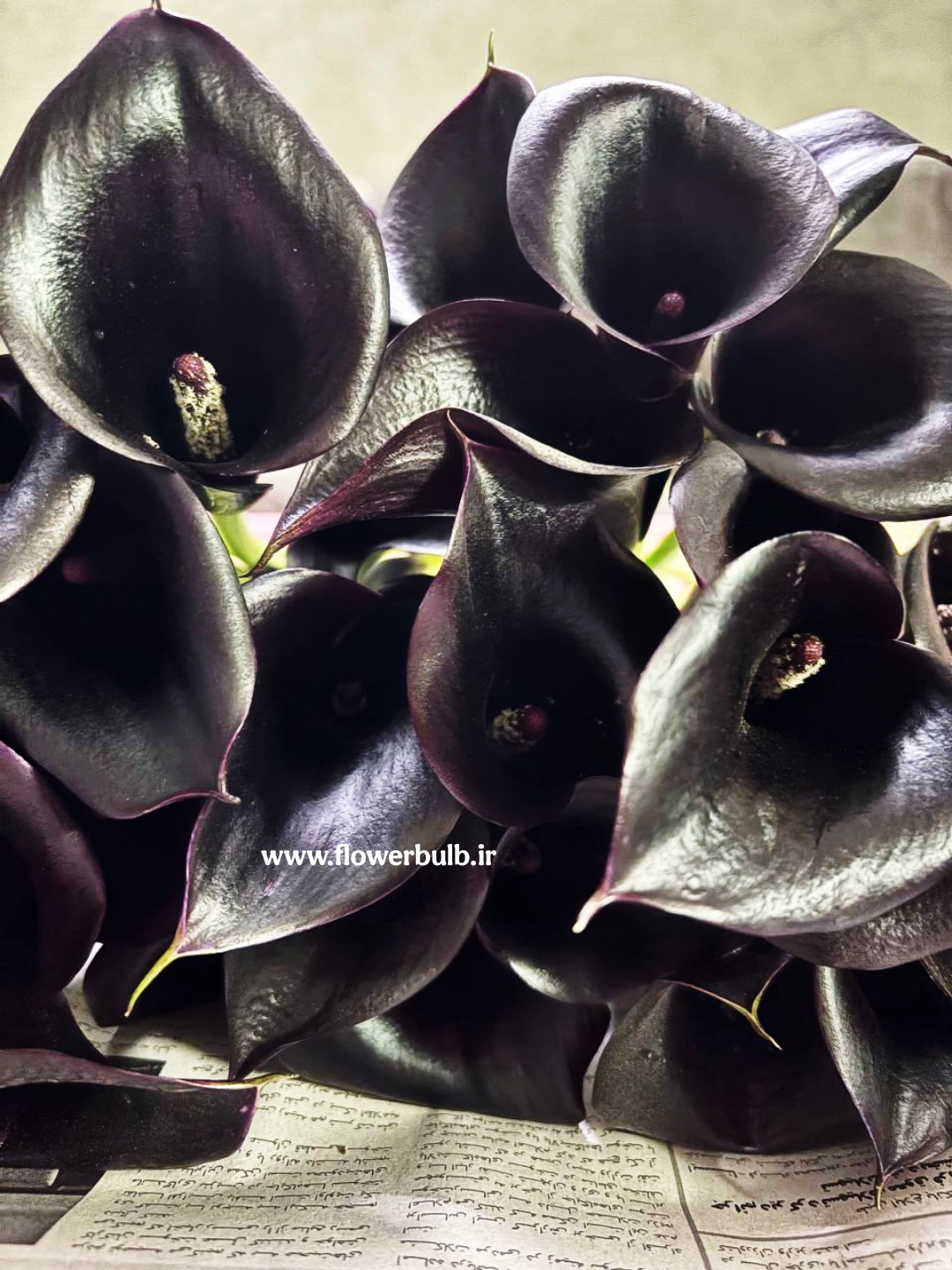 پیاز شیپوری هلندی مشکی